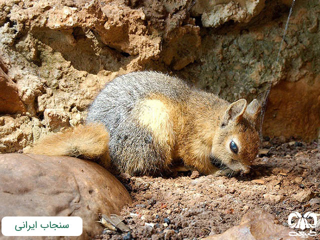 سنجاب ایرانی